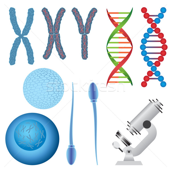 Szett biológia tárgyak kromoszóma DNS tojás Stock fotó © Neokryuger
