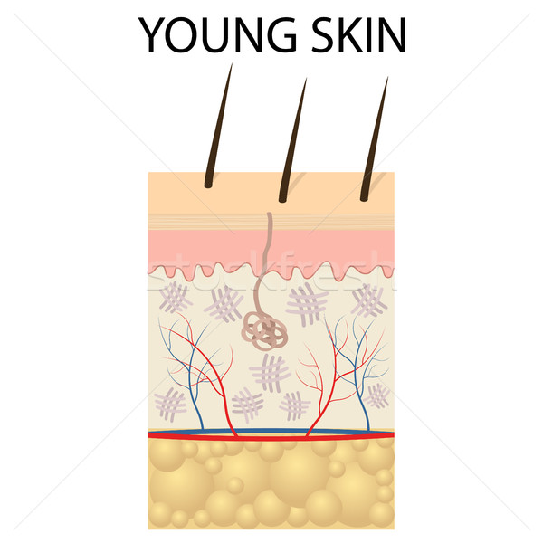 Młodych skóry kolagen formularza struktury Zdjęcia stock © Neokryuger
