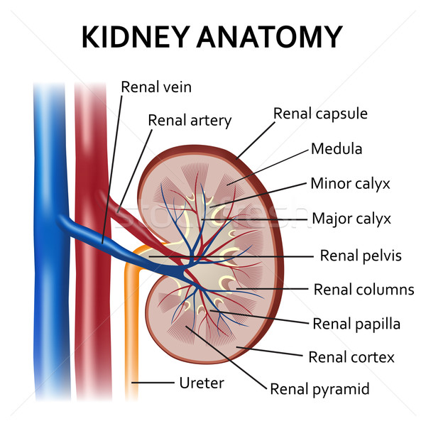 Human kidney anatomy. Stock photo © Neokryuger