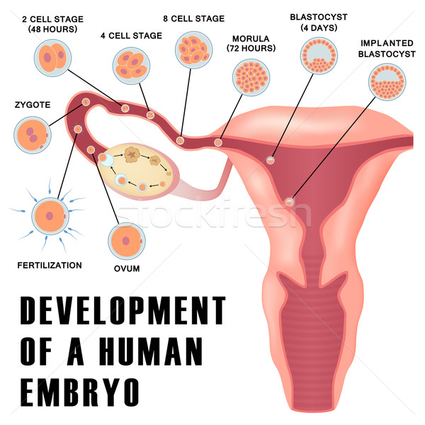 Temprano humanos embrión desarrollo mujer salud Foto stock © Neokryuger
