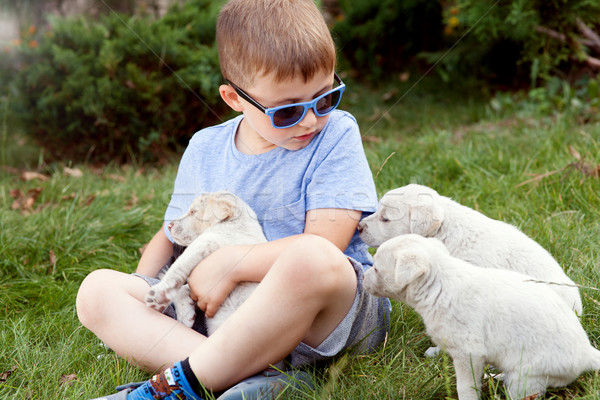 Small with puppies. Stock photo © NeonShot
