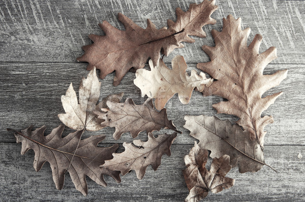 dry leaves on a wooden floor Stock photo © nessokv