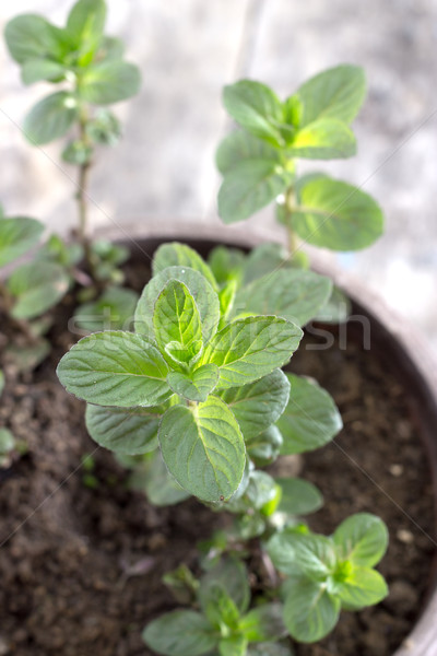 Mint leaves Stock photo © nessokv