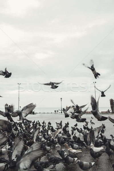  Doves in the city street Stock photo © nessokv