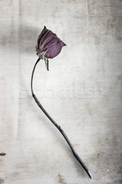 dried rose Stock photo © nessokv