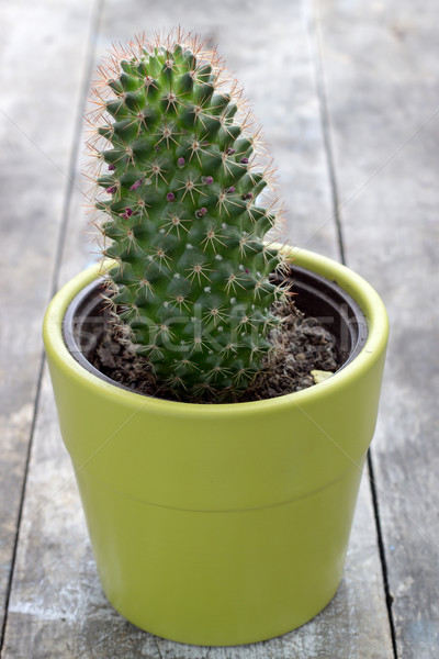 Kaktus drewniany stół zielone puli ogród Zdjęcia stock © nessokv