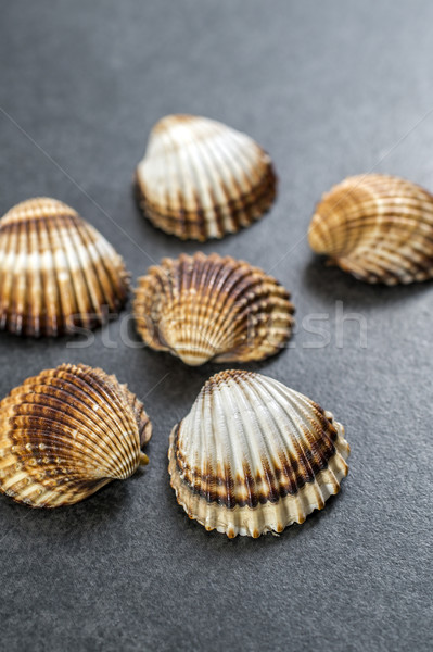 Shell collection. Stock photo © nessokv
