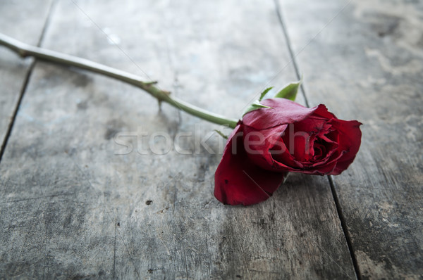 Trandafir Rosu Fotografii De Stoc Imagini De Stoc Si Poze Pagina