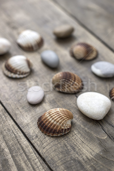 Sea shells and  pebbles on an old wooden plank Stock photo © nessokv