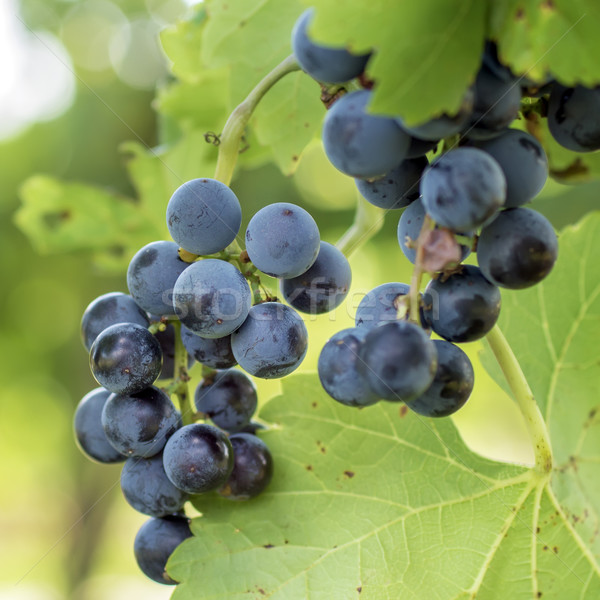 Stock photo: Bunche of blue grapes 