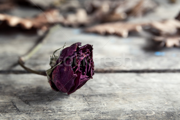 Dried rose on old vintage wood plates Stock photo © nessokv