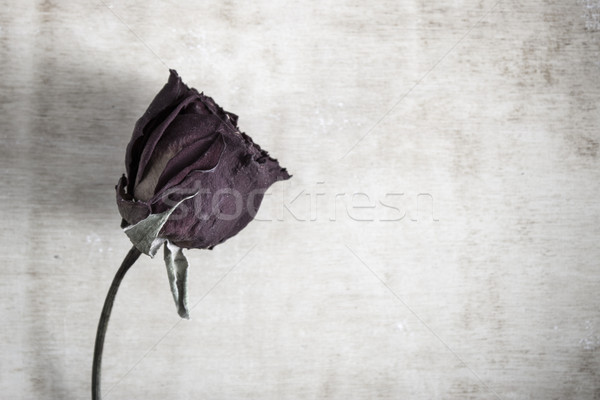 dried rose Stock photo © nessokv