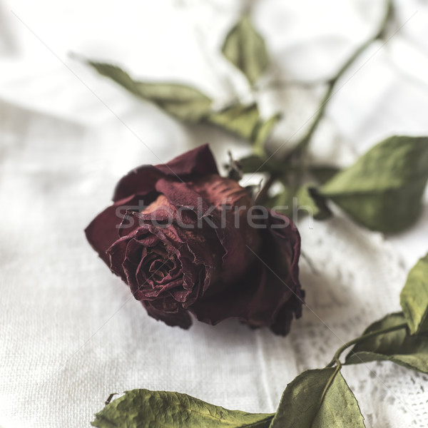 Gedroogd Rood rose witte tafelkleed steeg natuur Stockfoto © nessokv