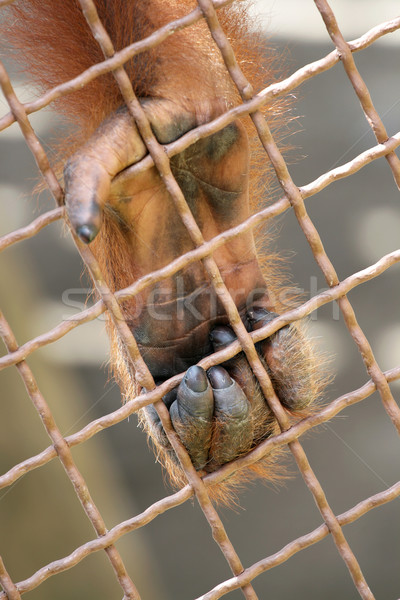 Orangutan's Paw Stock photo © newt96