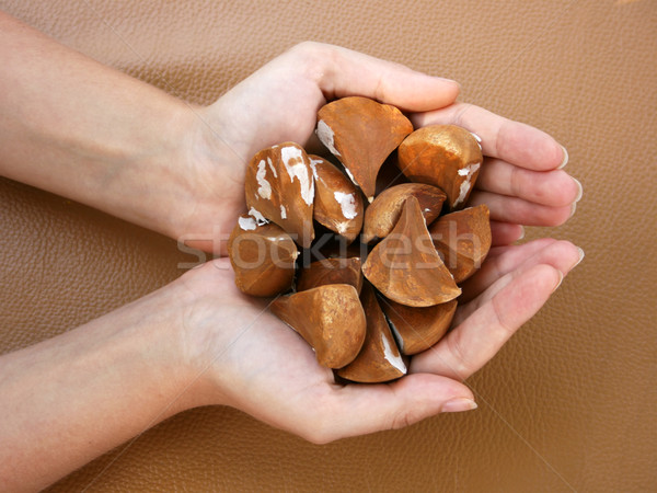 Stock photo: Female Holding Palm Seeds