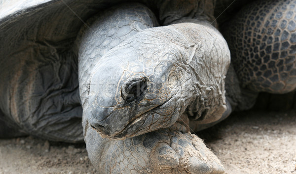 Galapagos Tortoise Portrait Stock photo © newt96