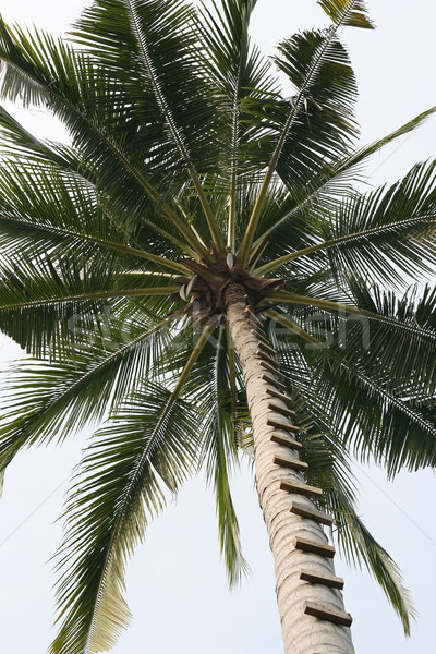 échelle Palm vue accent centre sans nuages Photo stock © newt96