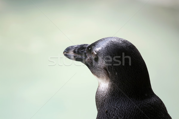 Pingüino detalle África océano negro cabeza Foto stock © newt96