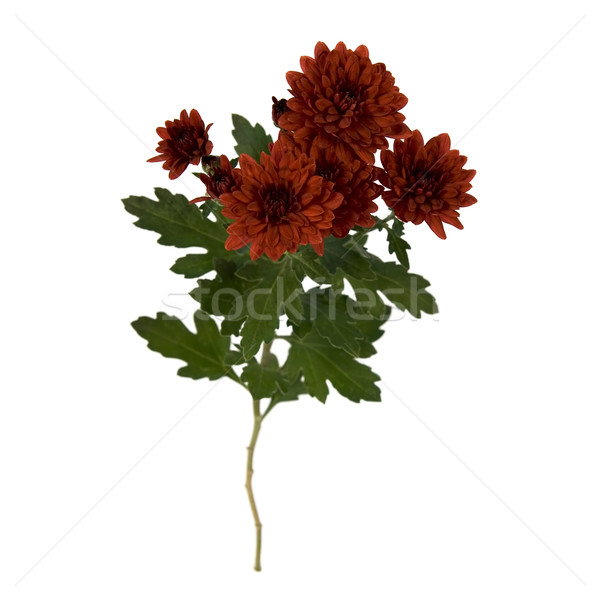 Stock photo: Red Chrysanthemum