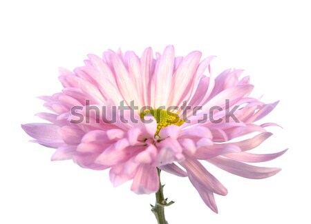 Rose chrysanthème détail pur blanche fleur [[stock_photo]] © newt96