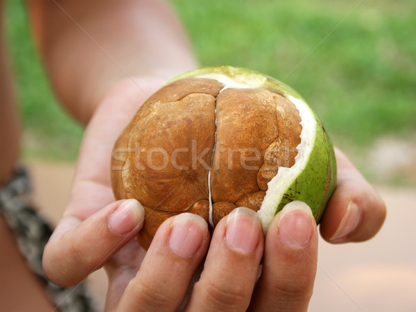 Partially Uncovered Palm Seeds Stock photo © newt96