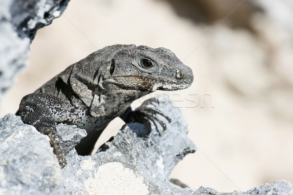 Young Iguana Stock photo © newt96