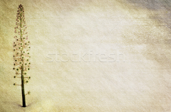 Color-Burn Background with Flower Stock photo © newt96