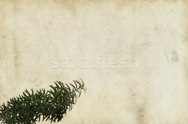 Conifer Branch on Paper Background Stock photo © newt96