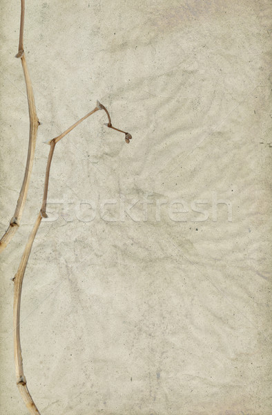 Abstract Background and Dry Flower Stalk Stock photo © newt96