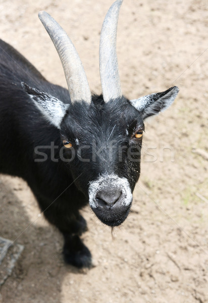 Curious Goat Stock photo © newt96
