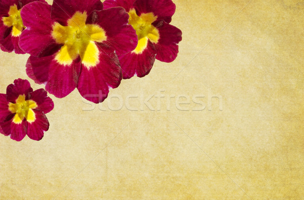 Crimson Primula Old Paper Background Stock photo © newt96