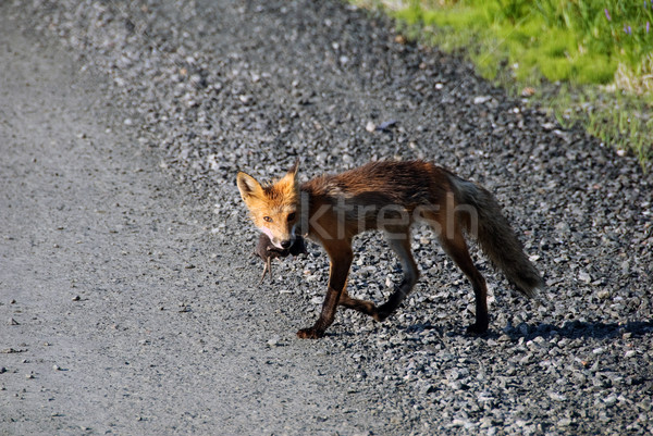 Red fox Stock photo © nialat