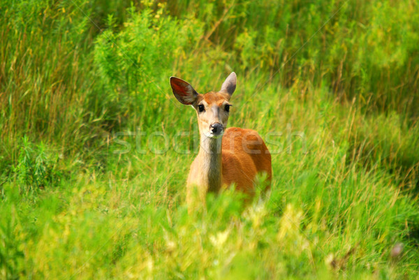 White-tailed deer Stock photo © nialat