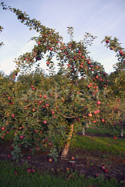 Apple tree Stock photo © nialat