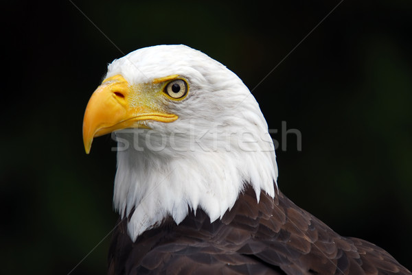 Americano calvo aquila ritratto uccello libertà Foto d'archivio © nialat