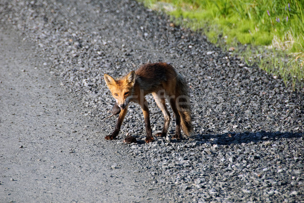 Rot Fuchs Bild Mittagessen Stock foto © nialat