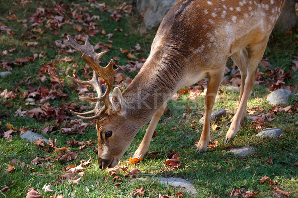 Fallow Deer (Dama dama) Stock photo © nialat