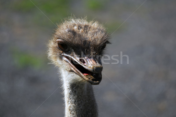 страус портрет голову глаза птица Сток-фото © nialat
