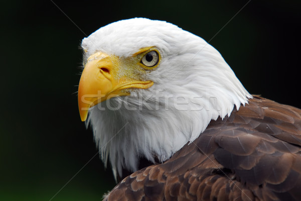 Chauve aigle portrait majestueux oiseau [[stock_photo]] © nialat