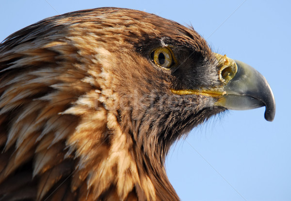 Gouden adelaar foto hemel vogel Stockfoto © nialat