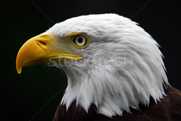 Chauve aigle portrait majestueux oiseau [[stock_photo]] © nialat