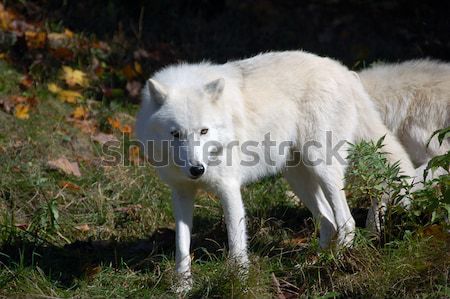 Arktyczny wilk lasu jesienią charakter Zdjęcia stock © nialat
