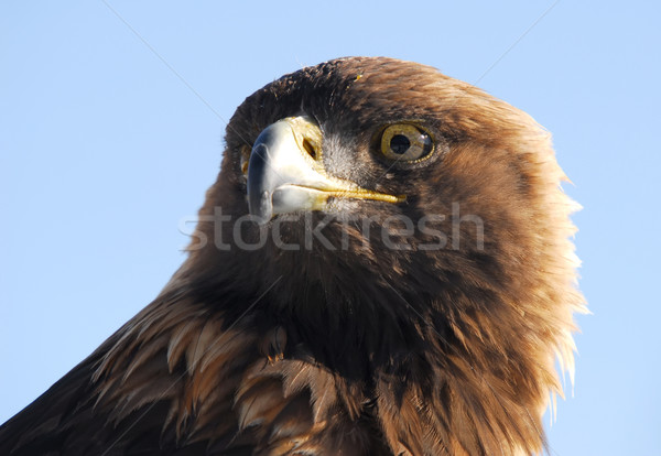 Golden Eagle Stock photo © nialat