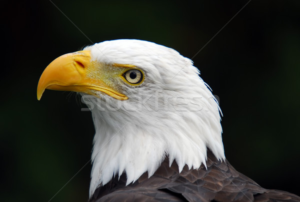 Bald Adler Porträt Vogel Freiheit Stock foto © nialat