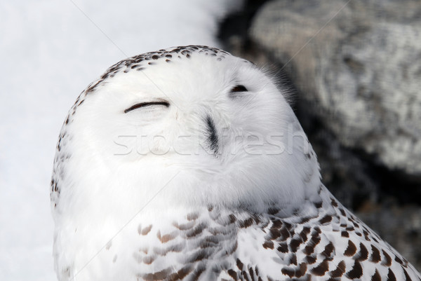 Snowy Owl Stock photo © nialat