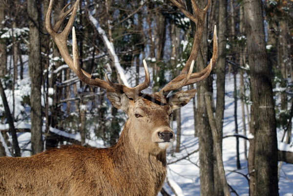 Elk Stock photo © nialat