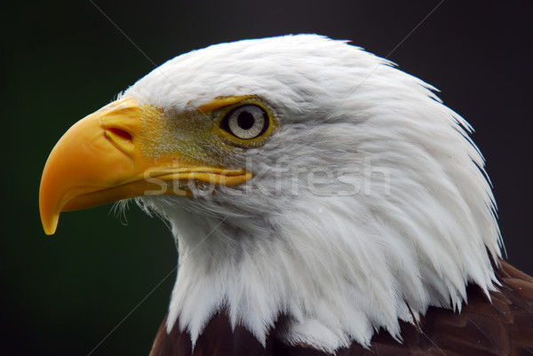 Chauve aigle portrait majestueux oiseau [[stock_photo]] © nialat