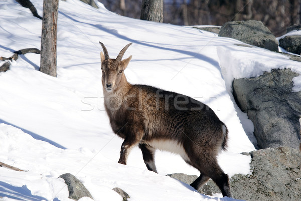 Alpine Ibex Stock photo © nialat