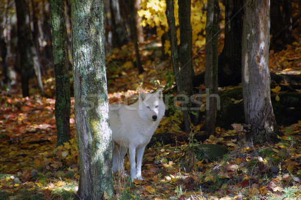 Arktisch Wolf Wald Herbst Natur Stock foto © nialat