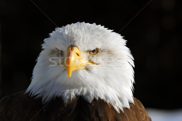 Bald Adler Bild Freiheit Stock foto © nialat